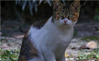 送走小猫母猫会伤心吗