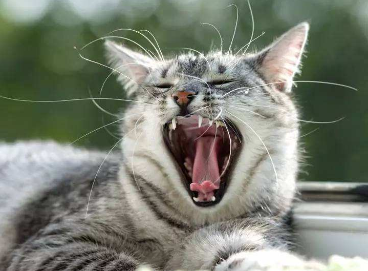 猫张嘴伸舌头快速喘气 猫张嘴伸舌头快速喘气