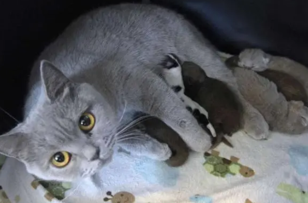 猫狗是天敌?别再信了!这只猫妈妈竟收养了一只小奶狗…… 猫狗是天敌?别再信了!这只猫妈妈竟收养了一只小奶狗……