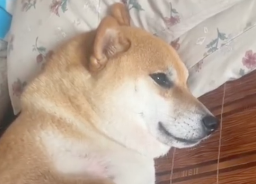 花1千和4万买的柴犬,站在一起差距就对比出来了!狗:我是盗版? 花1千和4万买的柴犬,站在一起差距就对比出来了!狗:我是盗版?