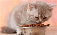 猫只吃猫粮可以吗