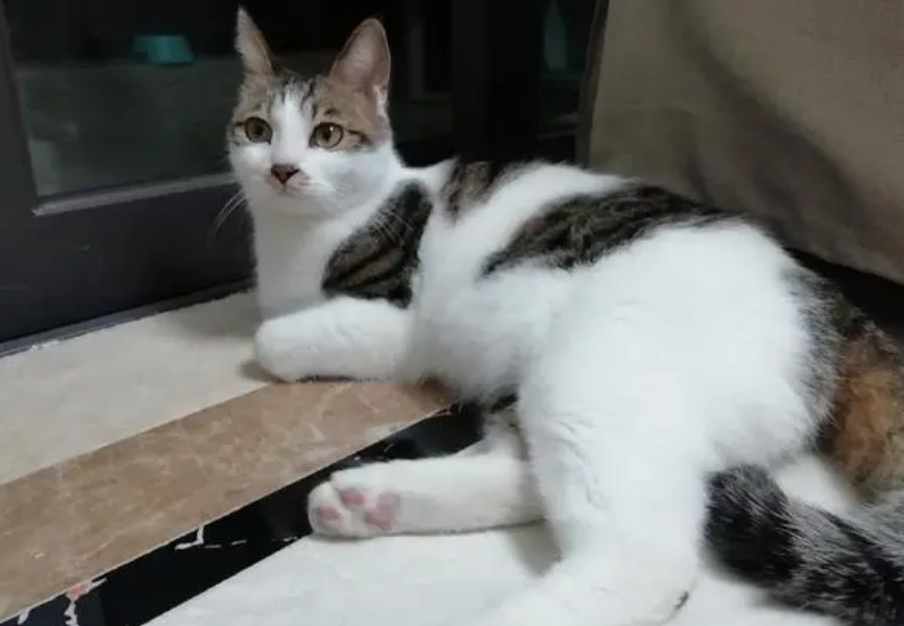 三岁的猫相当于人几岁 三岁的猫相当于人几岁