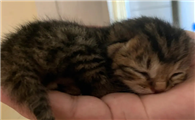 母猫生育过和没生育过有什么区别