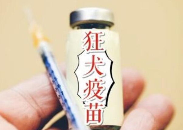 狂犬疫苗一般多少钱一针
