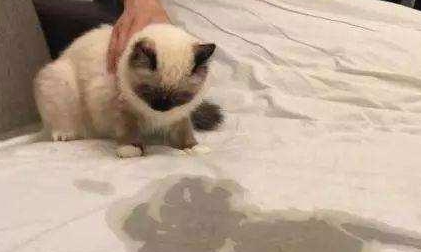 为什么猫咪乱撒尿 为什么猫咪乱撒尿