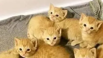 橘猫生了一窝小猫,主人一看顿时不好了,网友:要被吃穷了 橘猫生了一窝小猫,主人一看顿时不好了,网友:要被吃穷了