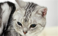 猫真菌黑斑图片
