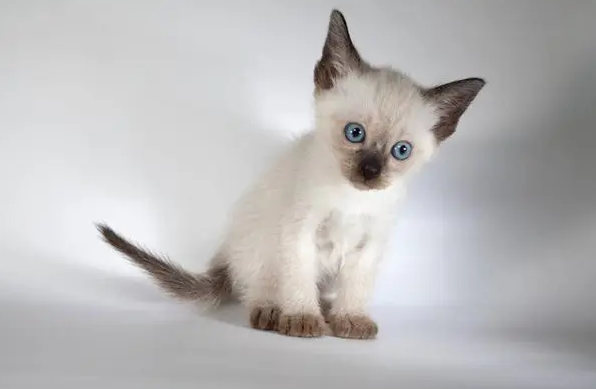 什么罗猫怎么读 什么罗猫怎么读
