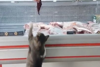 猫咪学顾客到柜台要肉,好心老板明白它的意图,马上递给它一块肉 猫咪学顾客到柜台要肉,好心老板明白它的意图,马上递给它一块肉