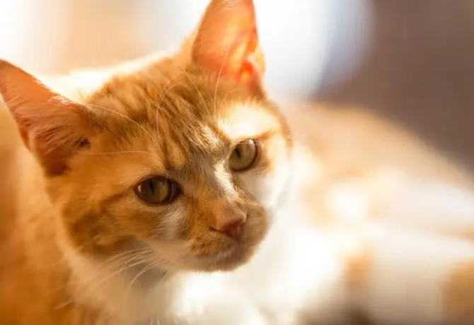寺院里的猫主动找我 寺院里的猫主动找我