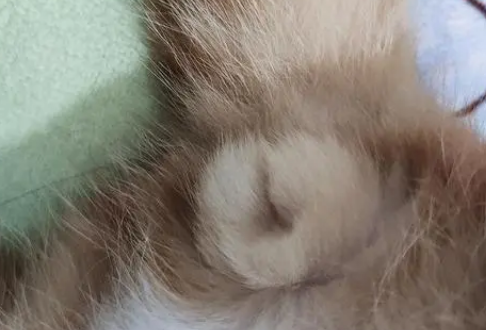 母猫为什么有两个疑似蛋蛋