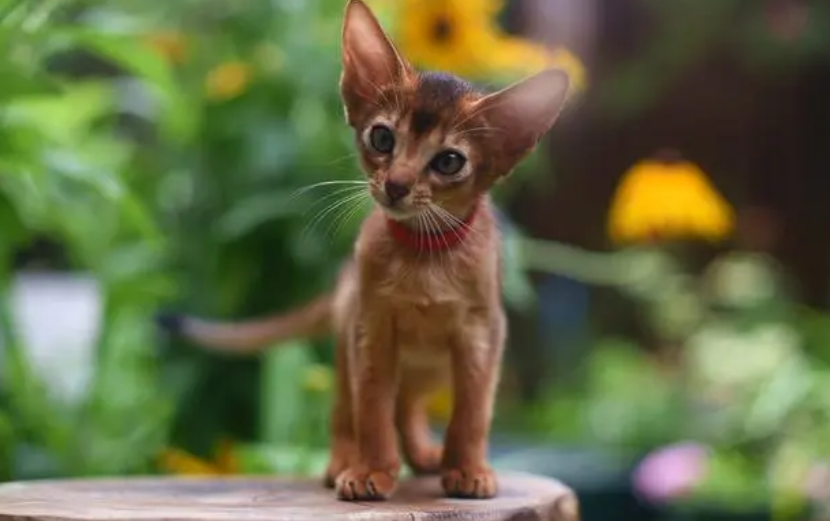 精灵猫动画片怎么样 精灵猫动画片怎么样