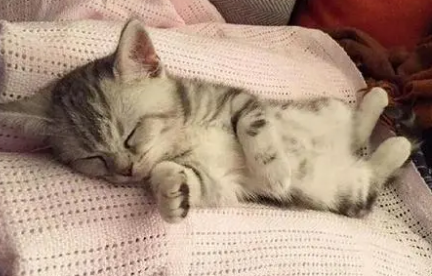 新带回家的小猫必须挨着人睡
