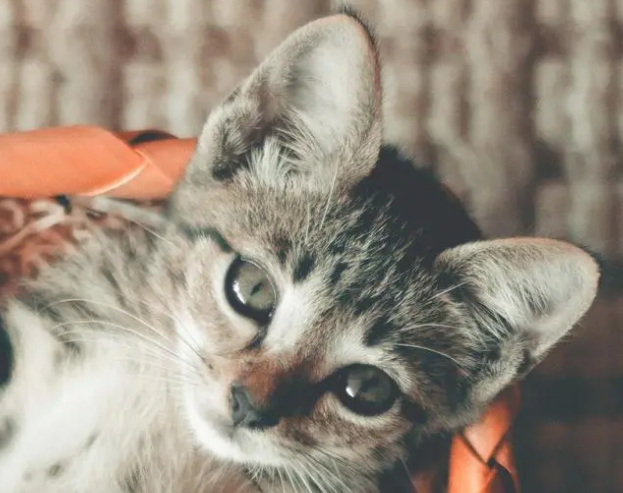 晚上开车压死猫会有报应吗 晚上开车压死猫会有报应吗