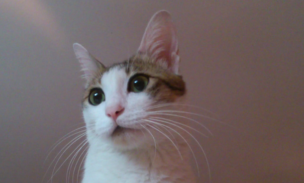“网红”猫咖的安全隐患:逗猫被抓伤 责任怎么算? “网红”猫咖的安全隐患:逗猫被抓伤 责任怎么算?
