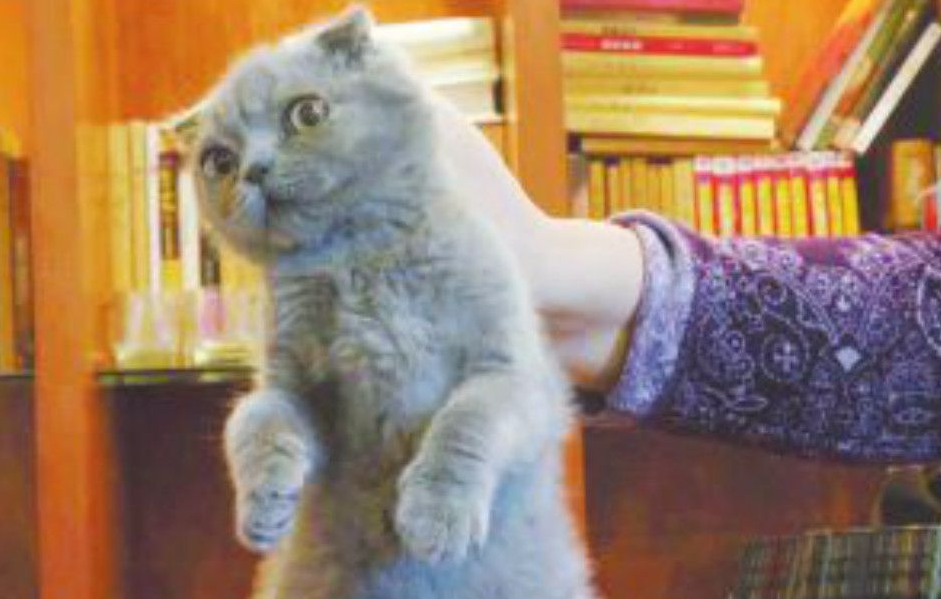 为什么一拎猫的后脖,猫就不动了 为什么一拎猫的后脖,猫就不动了