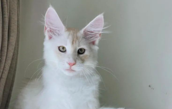 养了只全网最丑缅因猫,头巨大还斗鸡眼,主人愁哭了…谁知一夜变身,超美 养了只全网最丑缅因猫,头巨大还斗鸡眼,主人愁哭了…谁知一夜变身,超美
