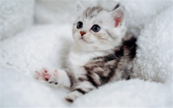 为什么人类对猫咪没有抵抗力