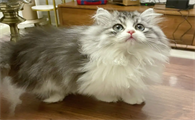 米努特猫成年体重