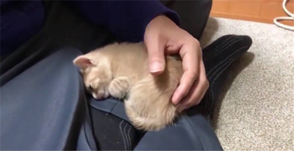 夏天猫睡地上会不会有事 夏天猫睡地上会不会有事