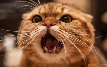 全世界被猫抓伤的死亡病例 全世界被猫抓伤的死亡病例