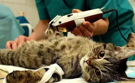 猫做绝育手术需要多少钱