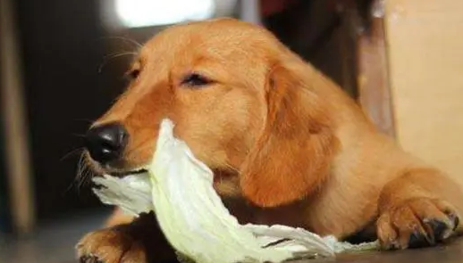 狗能吃白菜吗