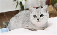 猫仔多少钱