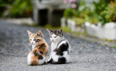 新猫和旧猫多久才熟悉不再打架