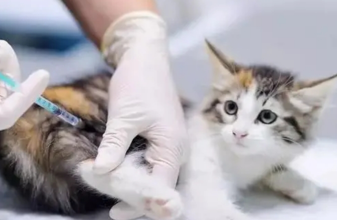 五六岁的猫没有打过疫苗 五六岁的猫没有打过疫苗