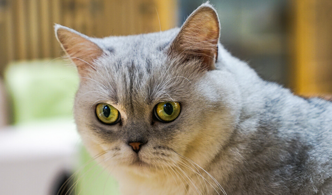 波米拉猫是什么样子的 波米拉猫是什么样子的