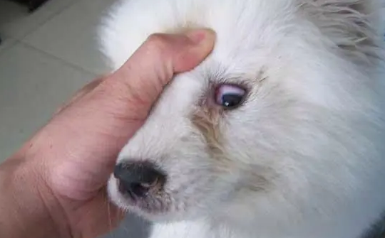 犬瘟热症状及治疗方法