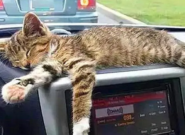 宠主下车“抽烟”,却被一只小流浪猫赖上,无奈把它带回家 宠主下车“抽烟”,却被一只小流浪猫赖上,无奈把它带回家