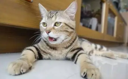 小猫像哮喘一样抽气 小猫像哮喘一样抽气