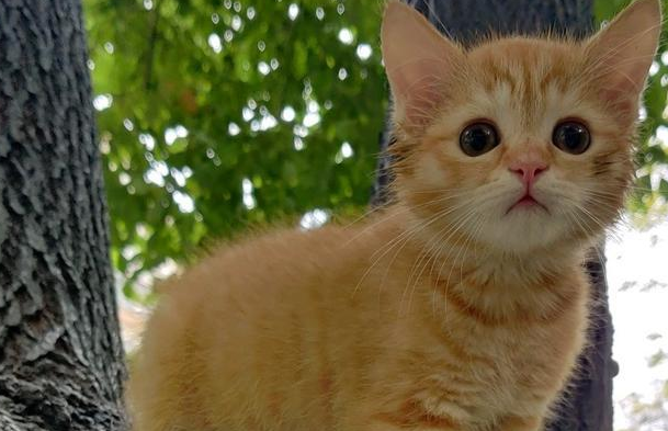 网友家的小橘猫，别人出一千块，他都没舍得卖