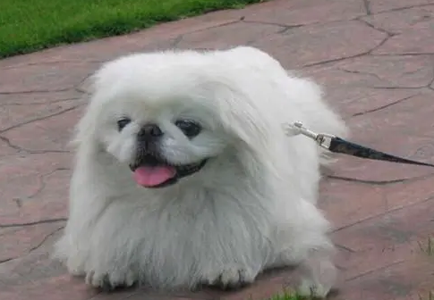 现在好像买不到狮子狗