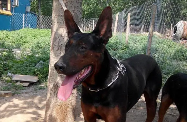 为什么警犬不用莱州红犬