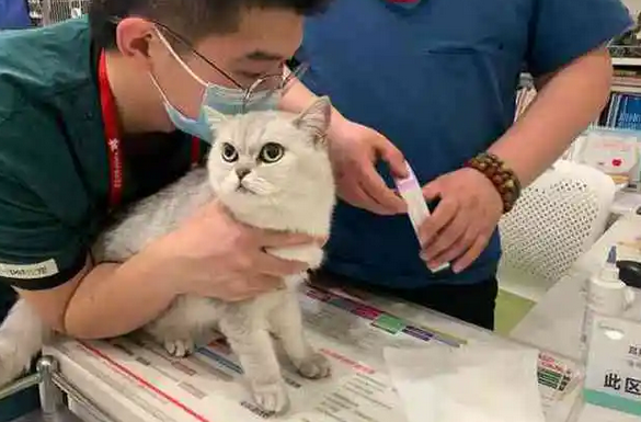 宠悦宠物医院电话