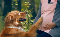 狗喜欢靠近孕妇是男孩女孩