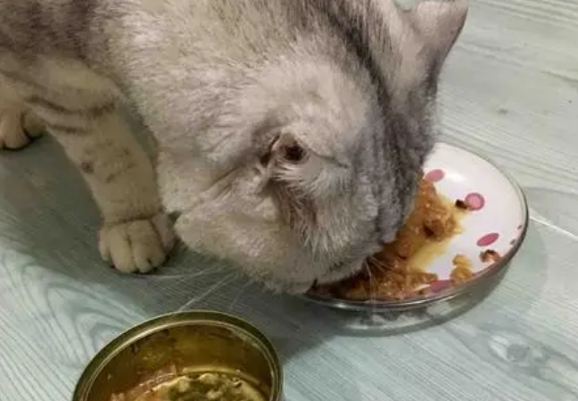 Boopucat波普猫有哪些产品 Boopucat波普猫有哪些产品
