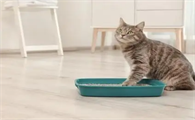 如何正确给猫铲屎