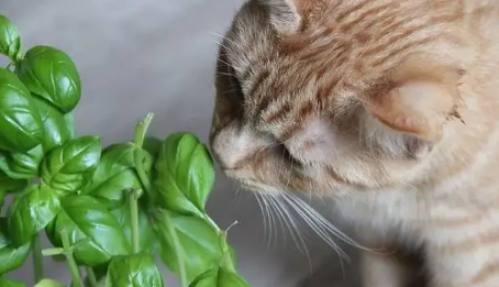 驱猫的植物有哪些 驱猫的植物有哪些
