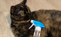 室内喷洒酒精对猫咪有害处吗