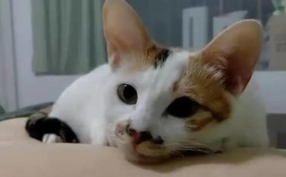 偷养猫如何不被房东发现
