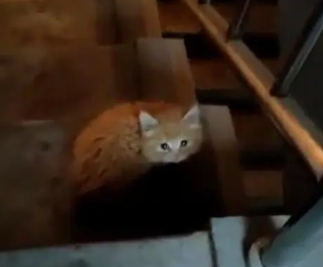楼道里发现一只可爱小橘猫，找主人未果，带回家自己收养
