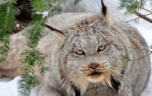 啥利会把猫当同类吗 啥利会把猫当同类吗