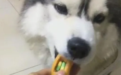 主人用火腿肠忽悠哈士奇吃药,结果二哈的反应却让主人十分纳闷 主人用火腿肠忽悠哈士奇吃药,结果二哈的反应却让主人十分纳闷