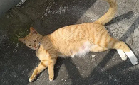 母猫的第一胎容易死