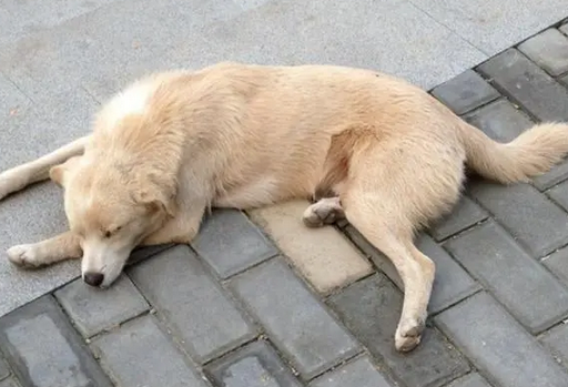 流浪狗的悲哀：求求你们不要吃掉我，我想活下去