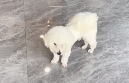 比熊犬曾被抛弃三次,新主人也有弃养的苗头,可怜小狗该何去何从 比熊犬曾被抛弃三次,新主人也有弃养的苗头,可怜小狗该何去何从